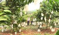 El cultivo orgánico de árboles frutales en Yen Chau, Son La