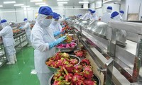 Aumentan exportaciones de frutas y verduras de Vietnam