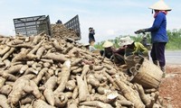 Las exportaciones de yuca de Vietnam pueden alcanzar los 2 mil millones de dólares en 2030