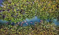 Paseo en coracle en Hoi An y crucero por la bahía Ha Long entre mejores experiencias del mundo