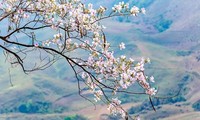 Festival de Flores de Bauhinia Dien Bien 2025 se celebrará en marzo