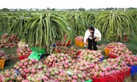 ประชาสัมพันธ์สินค้าเกษตรของเวียดนามในรัสเซีย