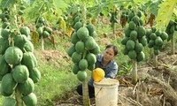 ฮานอยเป็นท้องถิ่นนำหน้าของประเทศในการสร้างสรรค์ชนบทใหม่