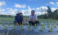 จังหวัดบ่าเหรียะหวุงเต่าพยายามเสร็จสิ้นเป้าหมายสร้างสรรค์ชนบทใหม่ให้ประสบความสำเร็จ