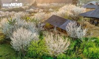 ความงามที่เงียบสงบของเขตที่ราบสูงต๋าวานชือในฤดูดอกพลัมสีขาว