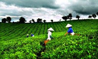 Tea festival in Thai Nguyen province