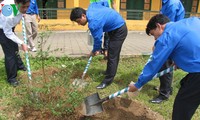 Many provinces launch tree planting campaign