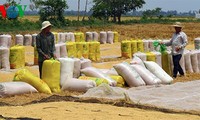 Vietnam wins bid to supply 200,000 tons of rice to Philippines