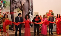 Exhibition spotlights Central Highlands elephants