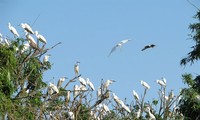 Chi Lăng Nam stork island in Hải Dương province