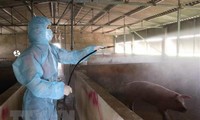 Vietnam capable of producing vaccine against African swine fever