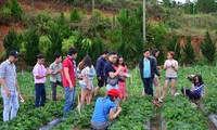 Agro-tourism makes Lam Dong province special 