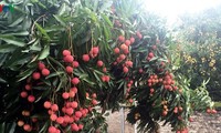 Bac Giang lychees to be exported to Japan