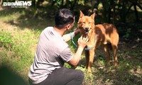 Lai war dogs, once elite warriors of King Le Loi 