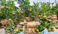 Golden buffalo carrying kumquat tree for lunar year 2021