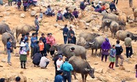 Can Cau – largest buffalo market in Vietnam’s northwest