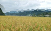 Sticky rice, a specialty of Muong Va commune, Son La province