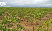 Residents replant Dong Rui mangrove forests