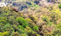 Explore wide beauty of Ta Lien Son mountain in Lai Chau