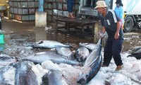 Seminar über die Regulierung des Thunfischfangs in Vietnam