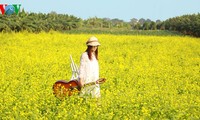 Hanoier Mädchen mit der Saison der Cai-Blüte