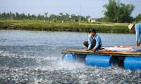 Umstrukturierung der Pangasius- Produktion