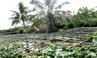 Ausweg aus der Armut durch das neue landwirtschaftliche Modell in Ninh Binh