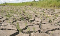 Bewohner im Mekong-Delta ergreifen Maßnahmen zur Anpassung an den Klimawandel