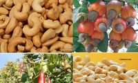 Export von Cashewnüssen steigt, gutes Signal für vietnamesische Landwirtschaftsprodukte