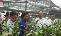 Dong Thap soll typische Reis- und Blumensorten der Provinz produzieren 