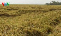  Aufbau des Markenzeichens des Reises Ca Mau