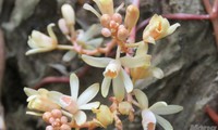 Wertvolle blattlose Orchidee in Quang Tri entdecken