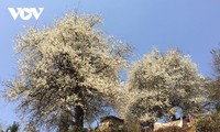 Die Weißdorne blühen auf dem Hochgebirge Son La