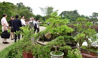 Ausstellung „Zierpflanzen und Orchideen der drei Regionen” in Dai Noi in Hue