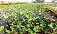 Bauern in Dong Trieu arbeiten in Landwirtschaftsproduktion zusammen