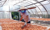 Herstellung von getrockneten Garnelen in Ca Mau zum nationalen immateriellen Kulturerbe gekürt