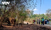 Der elefantenfreundliche Tourismus im Nationalpark Yok Don