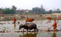 Farm work resumed after Tet