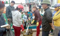 Binh Dinh fishermen net bumper catch