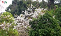 Ban flower festival 2019 kicks off in northwest region 