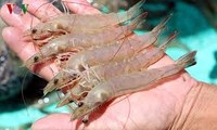 Vietnamese shrimp exporters enjoy zero taxes to US