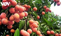 Hai Duong promotes sales of Thanh Ha lychee, typical products