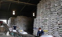 Price for Vietnam’s rice for export highest in 2 years