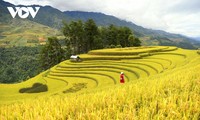 2023 Mu Cang Chai Golden Season tourism program kicks off   