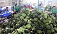 Coconut export forecast to hit 1 billion USD in 2024