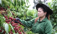 Vietnam’s coffee exports to likely top 5 billion USD for first time