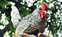 ตรุษเต๊ตปีระกามาคุยเรื่องของไก่