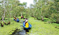 พายเรือแจวล่องสำรวจป่าชายเลน U Minh Hạ
