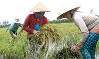 Vietnam’s agriculture copes with climate change