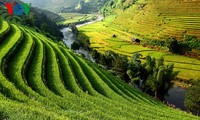 Yen Bai shows off terraced fields to tourists